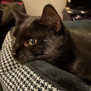 Meet your Posher, Kitty